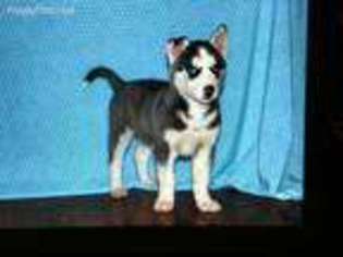 Siberian Husky Puppy for sale in Bethel, PA, USA