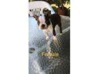Boston Terrier Puppy for sale in Downey, CA, USA