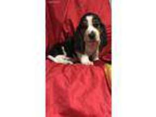 Basset Hound Puppy for sale in Ashland City, TN, USA