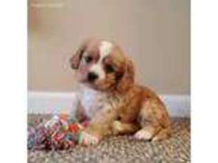 Cavapoo Puppy for sale in Mc Veytown, PA, USA