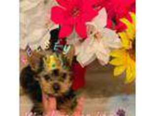 Yorkshire Terrier Puppy for sale in Albany, NY, USA