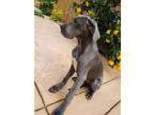 Great Dane Puppy for sale in Fairfield, CA, USA