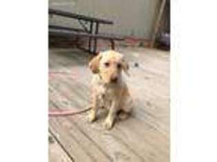Labrador Retriever Puppy for sale in Sharon, OK, USA