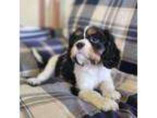 Cavalier King Charles Spaniel Puppy for sale in Farmerville, LA, USA