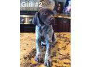 German Shorthaired Pointer Puppy for sale in Lockeford, CA, USA