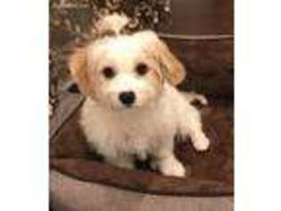 Cavachon Puppy for sale in Dalton, GA, USA