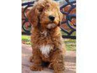 Goldendoodle Puppy for sale in Marietta, GA, USA