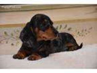 Dachshund Puppy for sale in Wiscasset, ME, USA