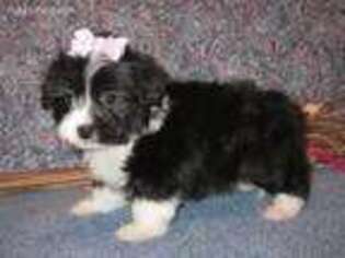 Havanese Puppy for sale in Purdy, MO, USA