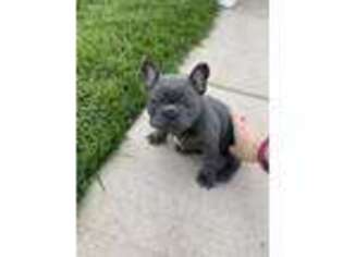 French Bulldog Puppy for sale in Silt, CO, USA