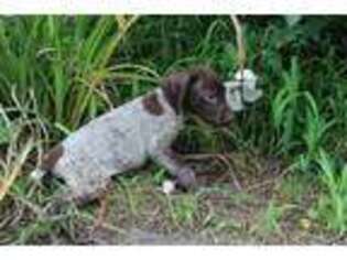 German Shorthaired Pointer Puppy for sale in Milton, DE, USA