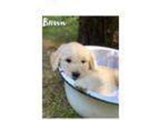 Goldendoodle Puppy for sale in Jerome, MI, USA