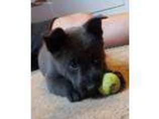 Belgian Malinois Puppy for sale in Leesburg, GA, USA