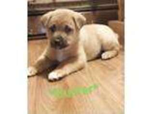 Shiba Inu Puppy for sale in Withee, WI, USA