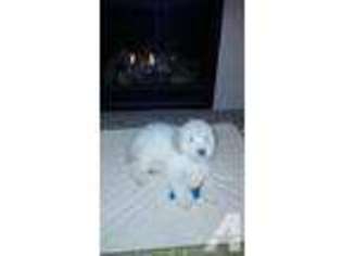 Goldendoodle Puppy for sale in PORT ORCHARD, WA, USA