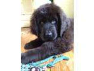Newfoundland Puppy for sale in WARETOWN, NJ, USA
