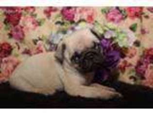 Pug Puppy for sale in Memphis, MO, USA