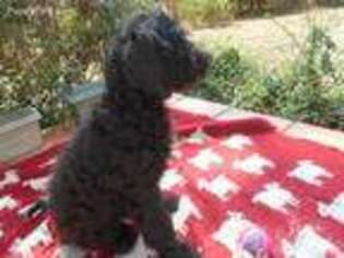 Labradoodle Puppy for sale in Jefferson, GA, USA