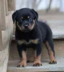 Rottweiler Puppy for sale in Dexter, GA, USA
