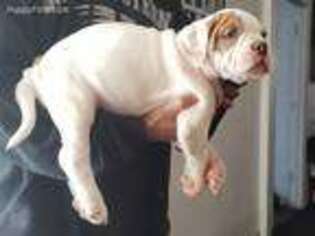 Alapaha Blue Blood Bulldog Puppy for sale in Brockton, MA, USA