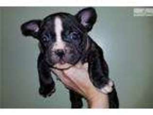 Bulldog Puppy for sale in Roanoke, VA, USA