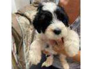 Portuguese Water Dog Puppy for sale in Harding, PA, USA