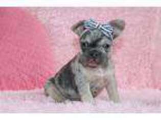 French Bulldog Puppy for sale in Etna Green, IN, USA