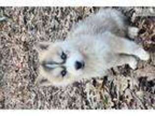 Wolf Hybrid Puppy for sale in Clarksville, TN, USA