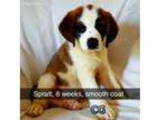 Saint Bernard Puppy for sale in Pueblo, CO, USA