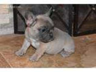 French Bulldog Puppy for sale in Lucerne Valley, CA, USA