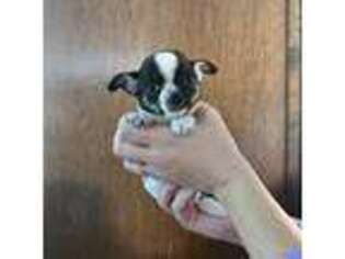 Chihuahua Puppy for sale in Caldwell, ID, USA