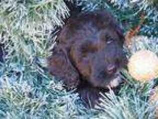 Labradoodle Puppy for sale in New Richmond, WI, USA