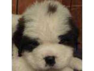 Saint Bernard Puppy for sale in Philipsburg, PA, USA