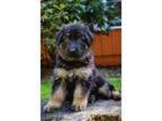 German Shepherd Dog Puppy for sale in Tumwater, WA, USA