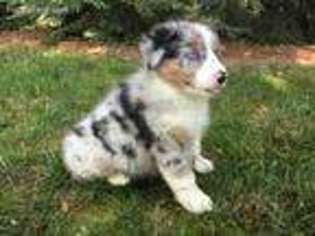 Australian Shepherd Puppy for sale in Brogue, PA, USA