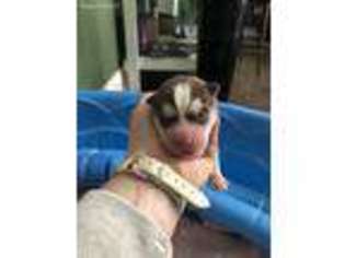 Siberian Husky Puppy for sale in Rhoadesville, VA, USA