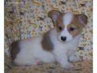 Pembroke Welsh Corgi Puppy for sale in Liberal, MO, USA