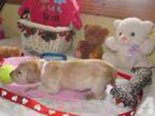 Golden Retriever Puppy for sale in SPRINGPORT, IN, USA