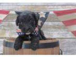 Mutt Puppy for sale in Lexington, AL, USA