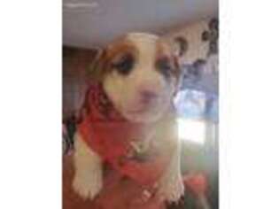 Jack Russell Terrier Puppy for sale in Marlow, OK, USA