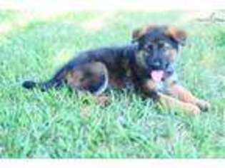 German Shepherd Dog Puppy for sale in Wichita, KS, USA