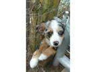 Miniature Australian Shepherd Puppy for sale in Bonham, TX, USA