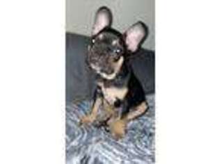 French Bulldog Puppy for sale in Hercules, CA, USA