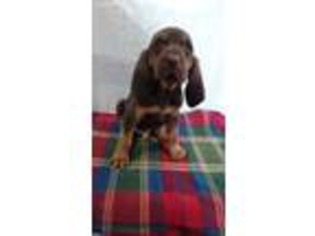 Bloodhound Puppy for sale in Grove City, PA, USA