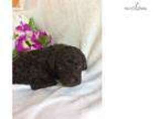 Labradoodle Puppy for sale in Fayetteville, AR, USA