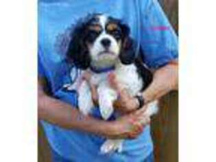 Cavalier King Charles Spaniel Puppy for sale in Stuarts Draft, VA, USA