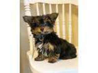 Yorkshire Terrier Puppy for sale in Westfield, IN, USA
