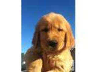 Golden Retriever Puppy for sale in NEWPORT, NY, USA