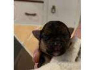 Yorkshire Terrier Puppy for sale in Hampton, VA, USA