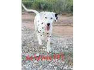 Dalmatian Puppy for sale in Fredericksburg, TX, USA